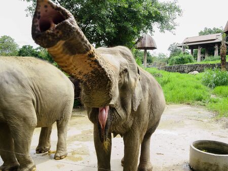 Elephant is asking for food from visitor at Songkhla Thailandの写真素材
