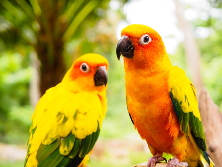 Sun Parakeet or Sun Conure, the beautiful yellow and orange parrot bird with nice feathers details...