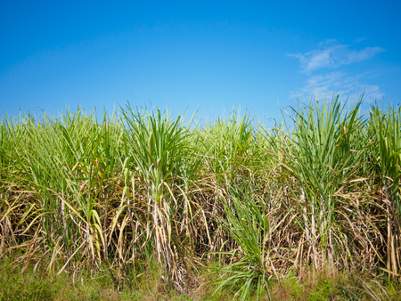 sugarcane field with blue sky backgroundの写真素材