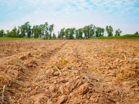preparing for Cassava (manioc, tapioca or yuca) field plantingの写真素材