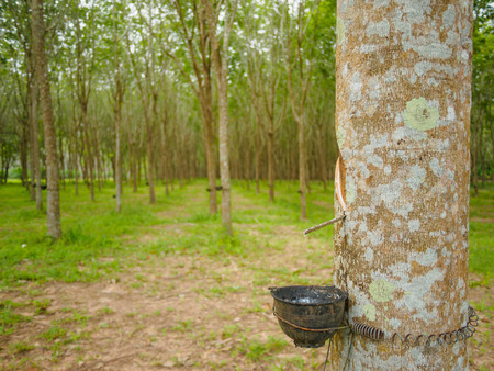 Milky latex extracted from rubber tree (Hevea Brasiliensis) as a source of natural rubberの写真素材