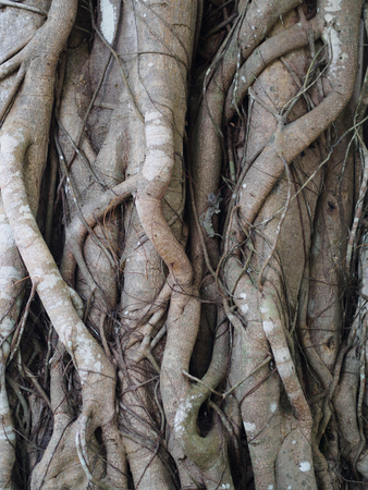 Banyan Tree root texture backgroundの写真素材