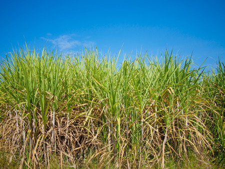 sugarcane field with blue sky backgroundの写真素材