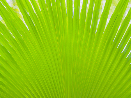 Closeup of Green and yellow palm leaves texture background of Licuala pelota Roxb treeの写真素材