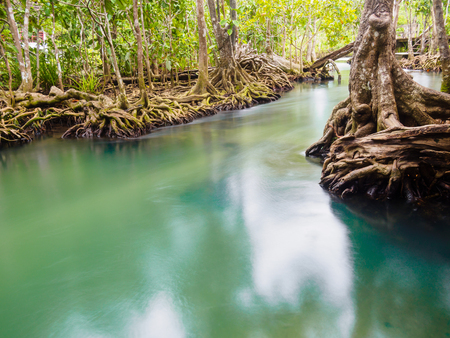 Green water lakes river waterfall with root tree at Tha Pom Klong Song Nam, Krabi, Thailandの写真素材