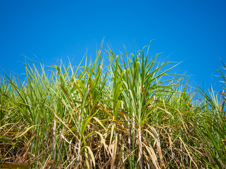 sugarcane field with blue sky backgroundの写真素材
