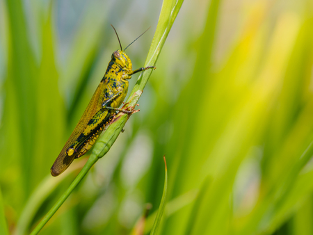 Green grasshopper on a leaf.の写真素材
