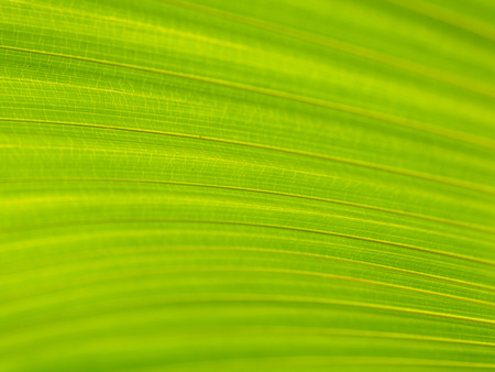 Closeup of Green and yellow palm leaves texture background of Licuala pelota Roxb treeの写真素材