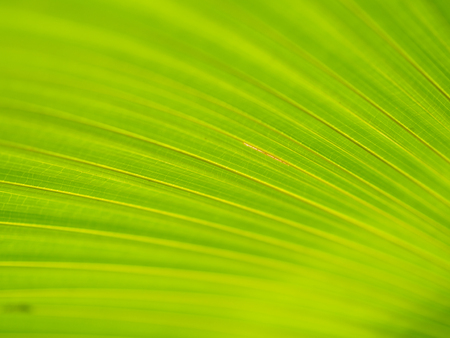 Closeup of Green and yellow palm leaves texture background of Licuala pelota Roxb treeの写真素材