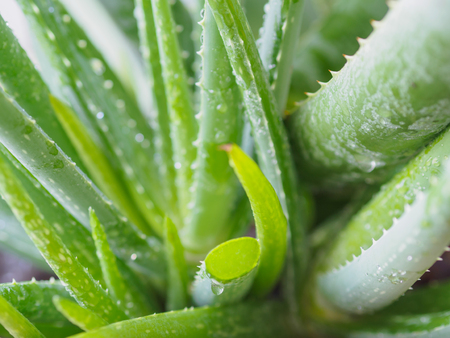 closeup big Aloe vera plants, tropical green plants tolerate hot weather.の写真素材