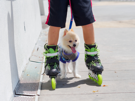 closeup White Pomeranian play with kidの写真素材