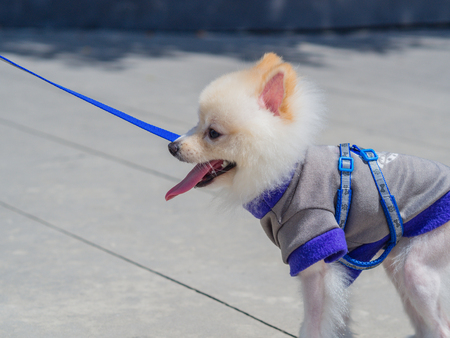 closeup White Pomeranian play with kidの写真素材