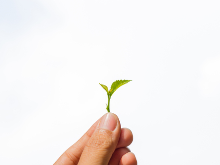 Growing a plant. Hands holding and nurturing tree growing on fertile soil / nurturing baby plant / protect nature / Agriculture isolate on white backgroundの写真素材
