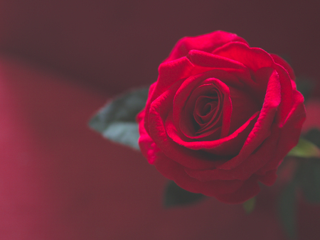Low key of Valentines Day concept-red rose with pink background.の写真素材