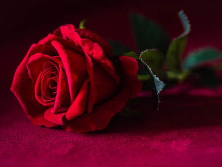 Low key of Valentines Day concept-red rose with pink background.の写真素材