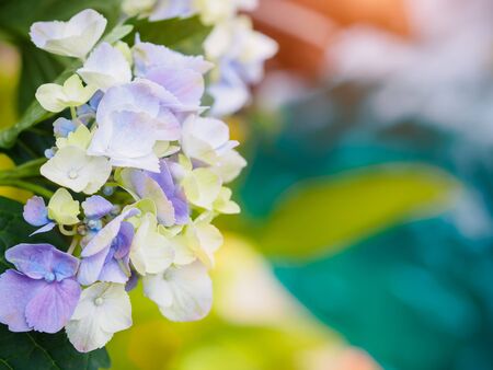close up purple white Hydrangea Paniculata Limelight flowers with blue water background.の写真素材