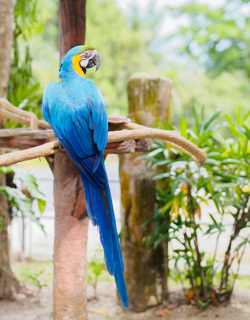 Closeup blue and gold macaw bird sitting on a tree branch.の写真素材