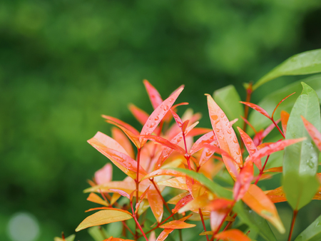 Red leaves with sparkling rain drops at the garden.