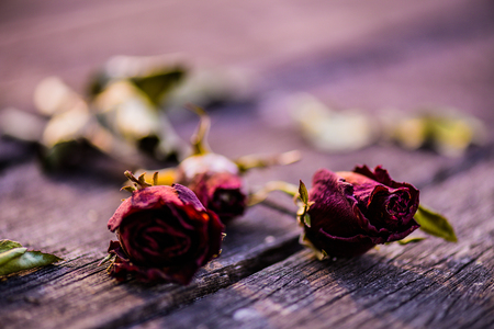 dried red rose, dead red rose with two red heart on wooden background with vintage style. Broken hearted, Love forever, Wedding and Valentines day concept.の写真素材