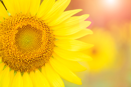 close up of sunflower texture. Organic and natural flower background. Sunflowers field background.の写真素材
