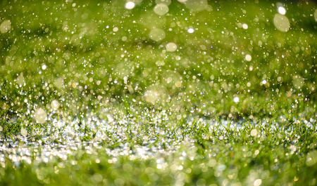 Soft focus of Close up heavy raining on green grass field in Fresh morning natural background. World Water Day concept.の写真素材