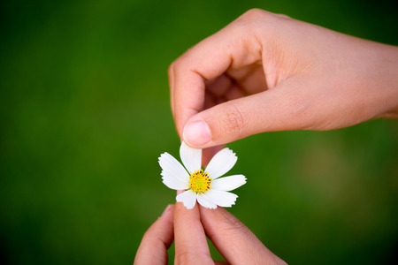 Close up woman hand tears off petals of daisy flower.の写真素材