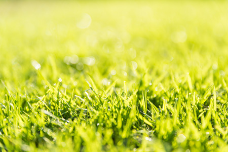 soft focus and close up green grass over sunset. Earth Day concept.