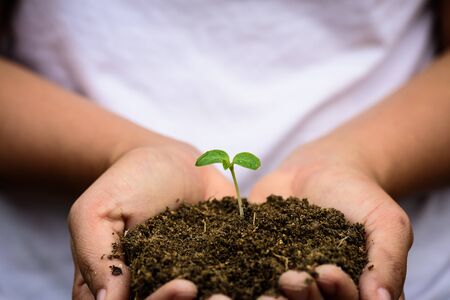 Top view of baby tree with soil in background. Earth Day concept.の写真素材