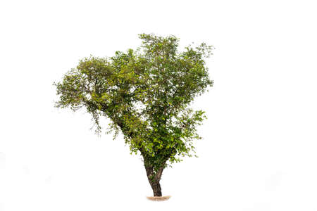 Fresh and green tropical and garden tree isolated on a white background for world earth day concept.
