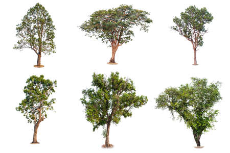 Trees Collection. Fresh and green tropical and garden tree isolated on a white background for world...