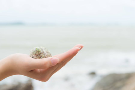 Woman hand holding beach shell in a tropical place.の写真素材
