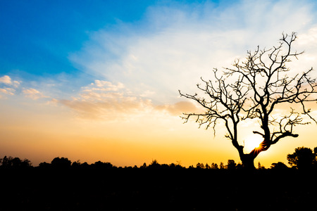 Lonely dead tree during sunset for world earth day concept.の写真素材