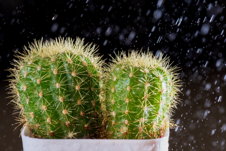 Selective focus close-up shot on cactus with drops of dew and raining over black background.の写真素材