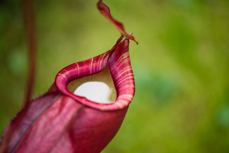 Close up of Nepenthes also called tropical pitcher plants or monkey cups in the plant nursery garden dangerous plant for insect.の写真素材