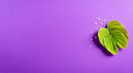 Happy Dussehra. Green leaf and rice on purple pastel background. Dussehra Indian Festival concept.