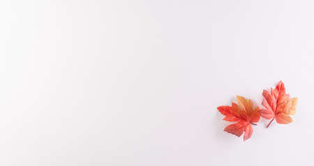 Happy Canada Day; sign and symbol concept made from red silk maple leaves on white background.の写真素材