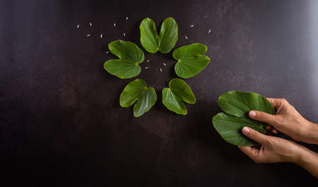Happy Dussehra. Hand holding green leaf and rice on dark stone background. Dussehra Indian Festival concept.の写真素材