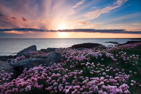 Colorful sunset over the coast of Barra, Outer Hebrides of Scotland .Pink flowers in foreground .の写真素材