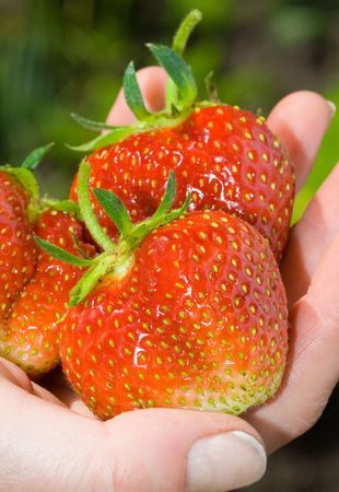 fresh strawberries for the female handの写真素材