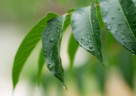Green leaf with waredrops. shallow DOF