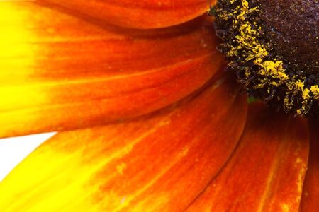 Close-up of sunflowerの写真素材