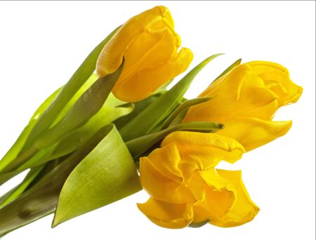 bouquet of the fresh tulips on white backgroundの写真素材