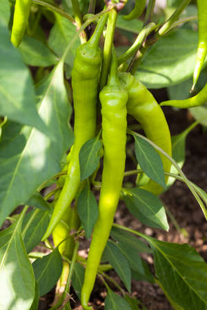 Green pepper in outside gardenの写真素材