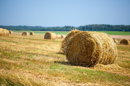 harvested field with straw bales in summerの写真素材