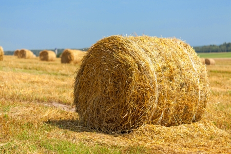 harvested field with straw bales in summerの写真素材