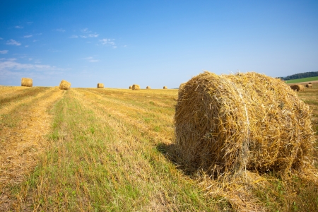 harvested field with straw bales in summerの写真素材