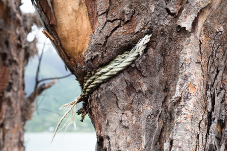 Rope ingrown into the tree trunk over time. It was bound over the young tree and now it is inside of grown up.の写真素材