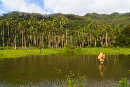 Picturesque landcape with the animals in the water.の写真素材