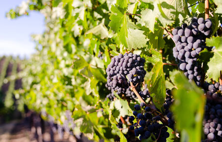 Colorful bright sunlit grapes in the vineyard