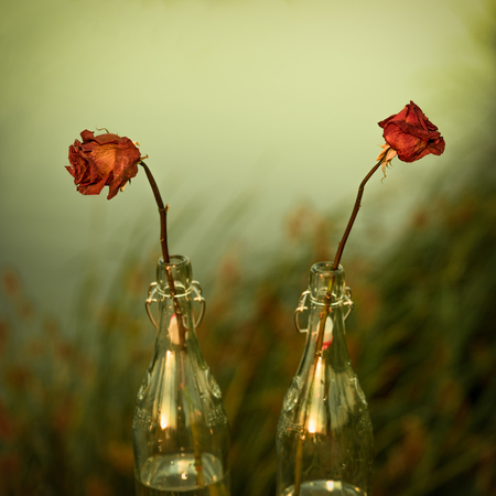 Outdoor photo of dead dry roses in the bottle in sunset soft light with blurred background by choosing right apperture.の写真素材